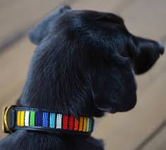 Collar 2